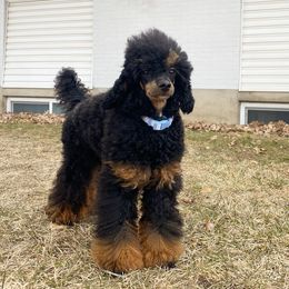 Merlin - Poodle