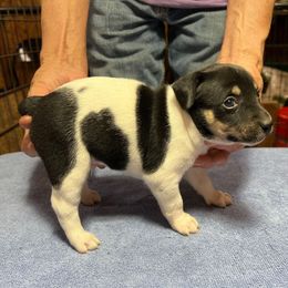 Roy - White black and tan male Rat Terrier puppy in Gonzales, Texas from Sunshine Deckers