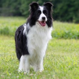 Lottie - Border Collie