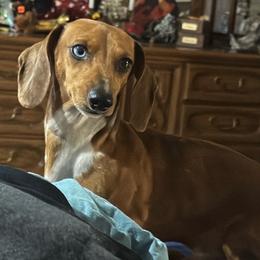 Little Man - Dachshund