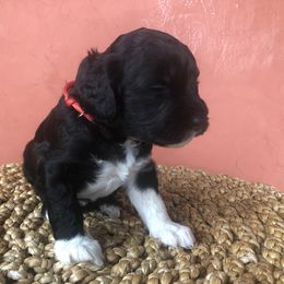 Portuguese Water Dog All Grown Up from Magellan Portuguese Water Dog