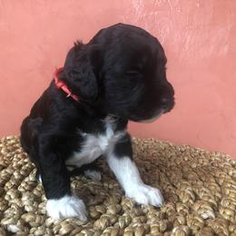 Portuguese Water Dog All Grown Up from Magellan Portuguese Water Dog