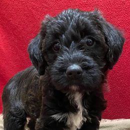 Goldendoodles from Hinders Doodles