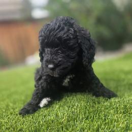 Raven Brown - Black female Labradoodle puppy in Commerce City, Colorado from Playful Paws Labradoodles