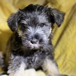 Billy - Salt and pepper male Miniature Schnauzer puppy in Bellingham, Washington from Tiki Love Farm