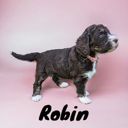 Aussiedoodles, Bernedoodles, Miniature Australian Shepherds, and Poodles from Waterford Doodle Farm