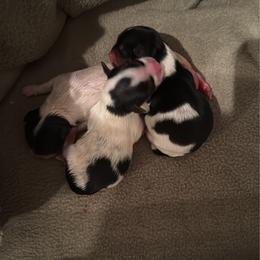 Girl 1 - Black tan and white female Biewer Terrier puppy in Kerhonkson, New York from Arc-en-Ciel Biewers & Maltese