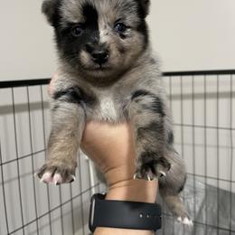 Pomsky Puppies from Michelle's Pomskies
