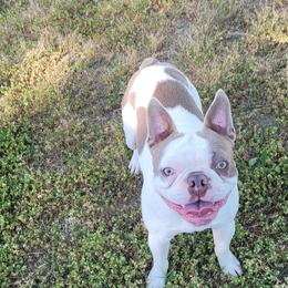 Boston Terriers from Dixies  southern  bostons