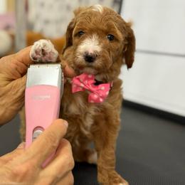 Yara - Pink collar female - Red  female Goldendoodle puppy in Yuciapa, California from AlltheDoodlez_
