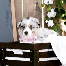 Australian Shepherd Puppies from Boise Aussie Paws