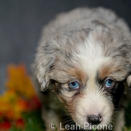 Miniature American Shepherd Puppies from Great Companions MAS