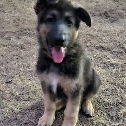 German Shepherd Puppies from Patriot Shepherds