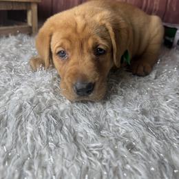 Green ribbon - Yellow male Labrador Retriever puppy in Newmanstown, Pennsylvania from Retrievers of Millbach