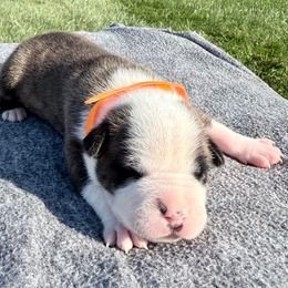 Queso - Red brindle male American Staffordshire Terrier puppy in Franklin County, Vermont from Explicit Amstaffs Of New England
