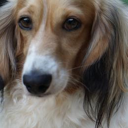Cadbury - Dachshund