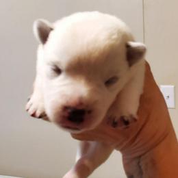 Plain face - Blue mottled female Australian Cattle Dog puppy in Lenoir, North Carolina from Blue Coyote Ranch