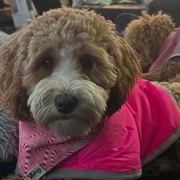 Teek - Goldendoodle