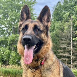 Jyn (gin) - German Shepherd