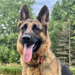 Jyn (gin) - German Shepherd
