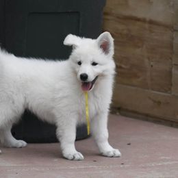 Berger Blanc Suisse Puppies from Absolute Dream White Swiss Shepherds
