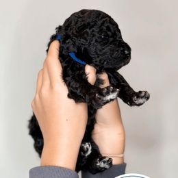 Poodle Puppies from Woofadoodles