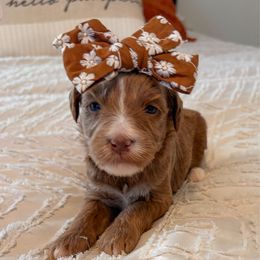 Vixen - Red  female Goldendoodle puppy in Sallisaw, Oklahoma from Huddle Puppies