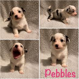 Pebbles - Blue merle and white female Cardigan Welsh Corgi puppy in Box Elder, South Dakota from BELieve Cardigan Welsh Corgis