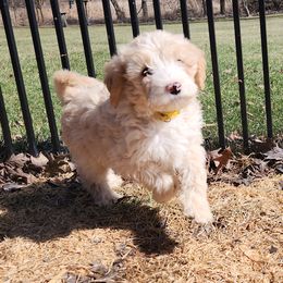 Porsche - Cream Labradoodle puppy in Fostoria, Michigan from North Country Kennel Club