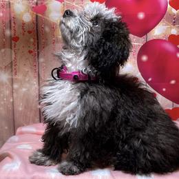 Luna - Bernedoodle