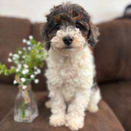 Oreo - Parti female Poodle puppy in Huntington, Utah from Krispydoodle