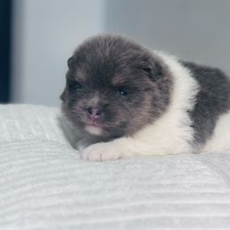 Blu tri girl - Blue and tan female Pomeranian puppy in Fayetteville, North Carolina from Tar-heel Poms