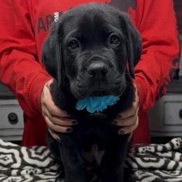 Black Brindle male - Black brindle male Cane Corso puppy in Clewiston, Florida from Far From Average Kennels