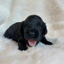 Mr. Ham Sammie - Black male Goldendoodle puppy in Osage City, Kansas from Golden Ridge Goldens