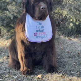 Newfoundland All Grown Up from Faithful Acres Newfs