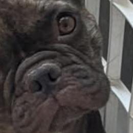 French Bulldogs, Golden Retrievers, and Shetland Sheepdogs from Az K9 Companions