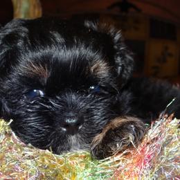 AKC CELICE - Black and tan female Lhasa Apso puppy in Fort Washington, Maryland from GyanGanj Lhasa Apso