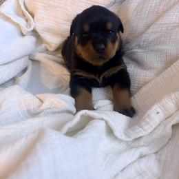 Diesel - Black and mahogany male Rottweiler puppy in Parker, Colorado from Denver Rottweilers