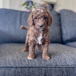 Poppy - Red  female Goldendoodle puppy in St George, Utah from Doodle Bears of Southern Utah