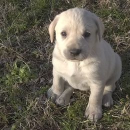 Labrador Retriever Puppies from Milliken Creek Labs