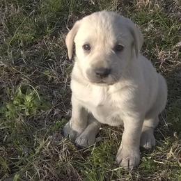 Labrador Retriever Puppies from Milliken Creek Labs