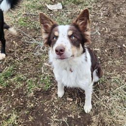 Bella - Border Collie