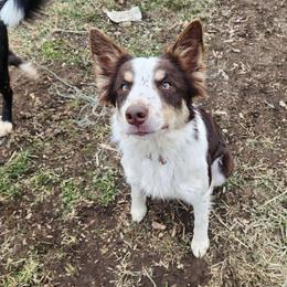 Bella - Border Collie