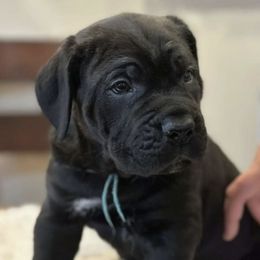 Cane Corso from Cream City Cane Corso