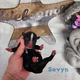 Sevyn - Black and white male Tibetan Terrier puppy in Dorena, Oregon from Angel Tibetans Of Oregon