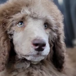 Poodles from Lesia Cecil-Ide's Poodles