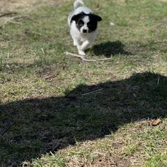 Sporty Mix Puppies from Ebonheart Kennel