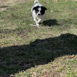 Sporty Mix Puppies from Ebonheart Kennel