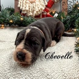 Chevelle - Mantle female Great Dane puppy in Prairieville, Louisiana from Southern Barron Danes & Dachshunds