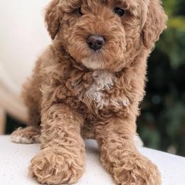 Aussiedoodle and Goldendoodle Puppies from Ever After Doodles Arizona